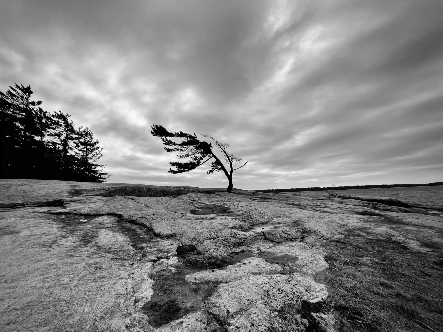 Windswept Pine