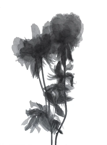 Blooming peony 01