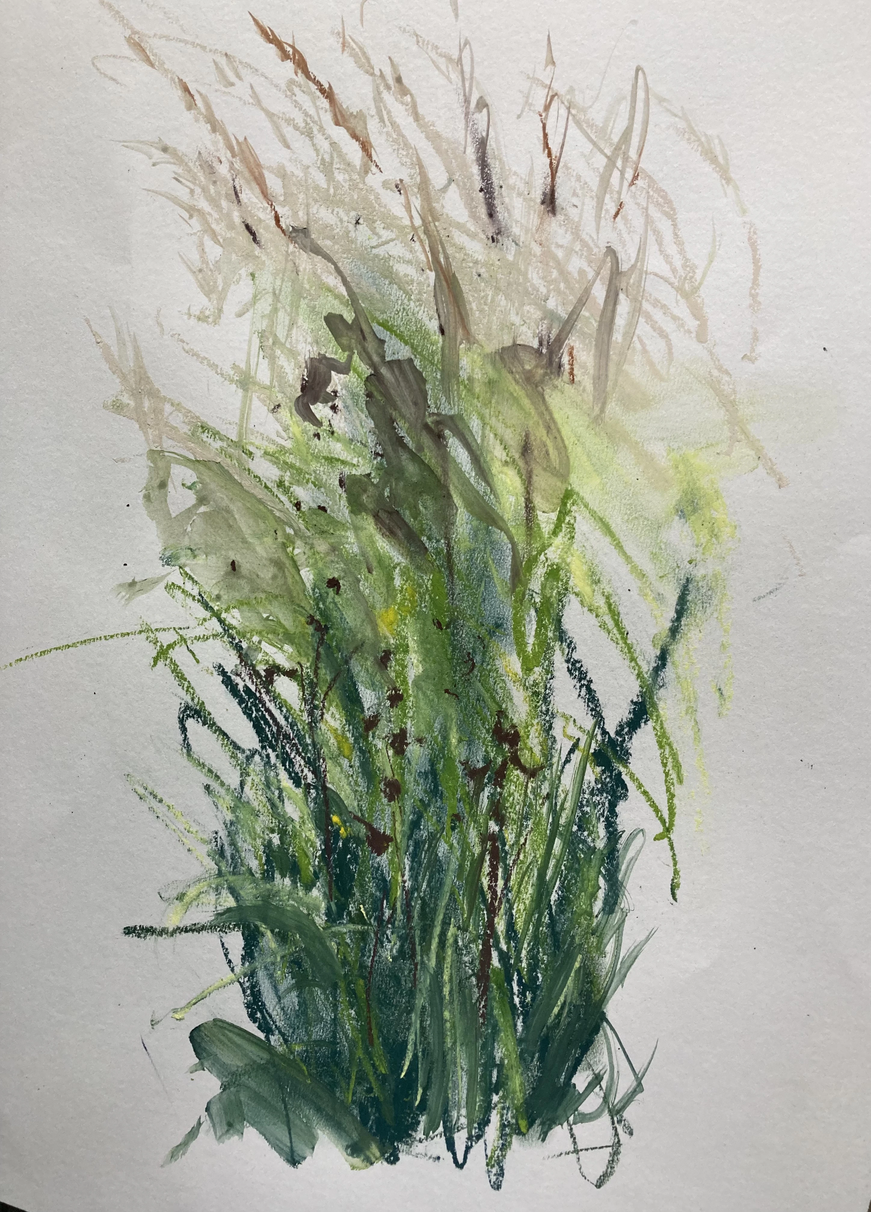 grasses in the meadow, bleaching