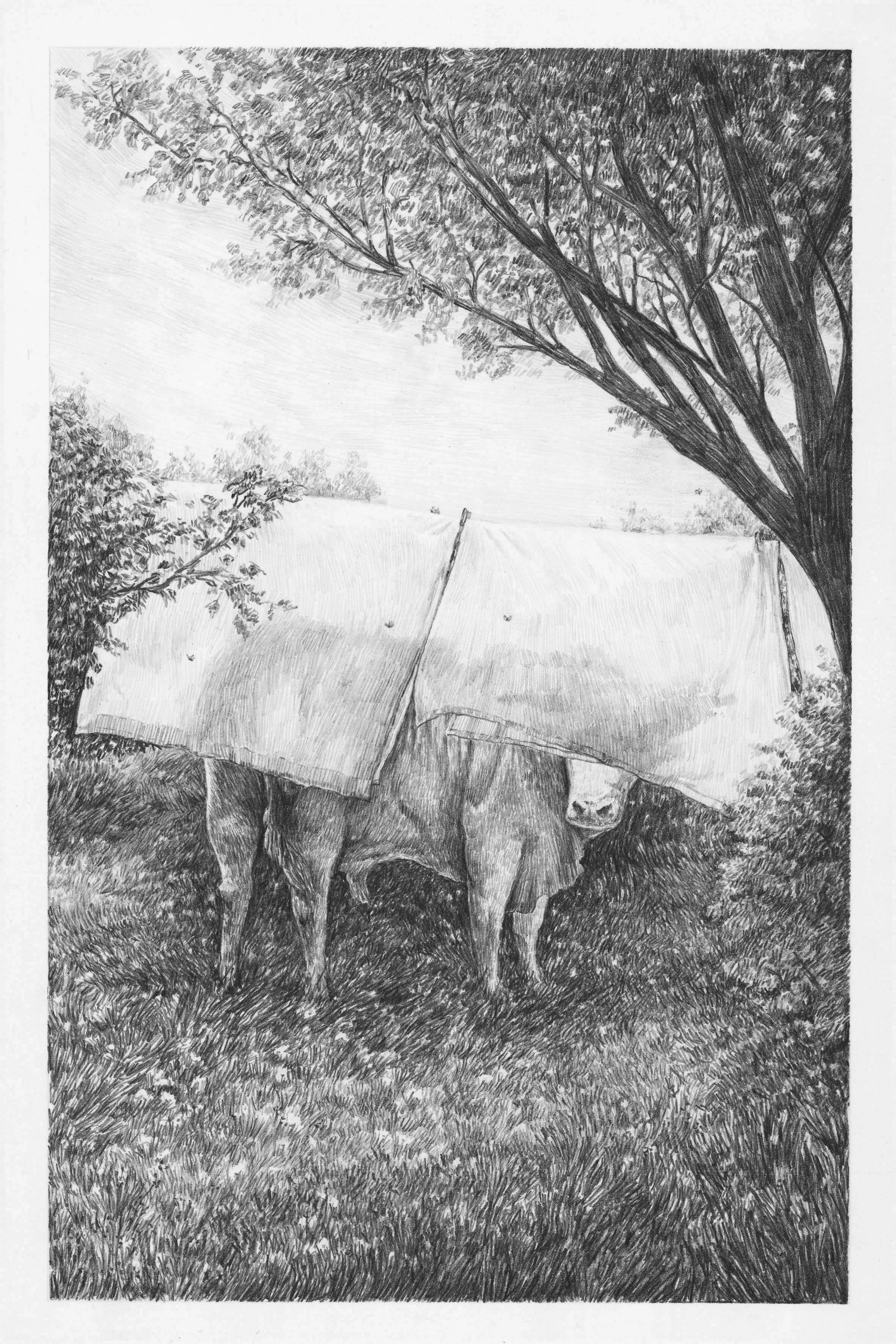 A steer, gnats and sheets, a grassy paddock.