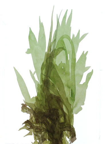 Withering Tulips 01