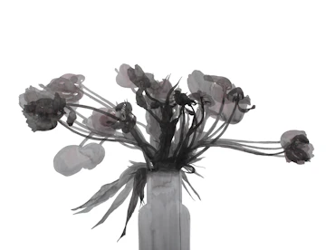 Blooming and Withering tulips 02