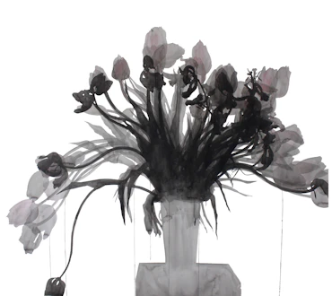 Blooming and Withering Tulips 01