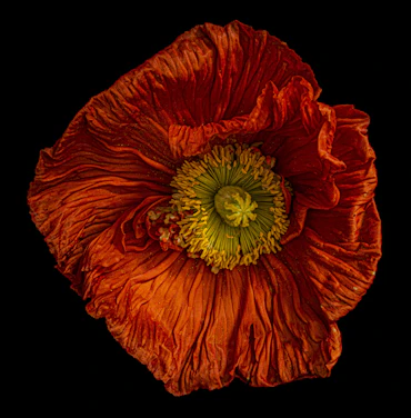 FADING BEAUTY