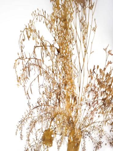 Plants and one light