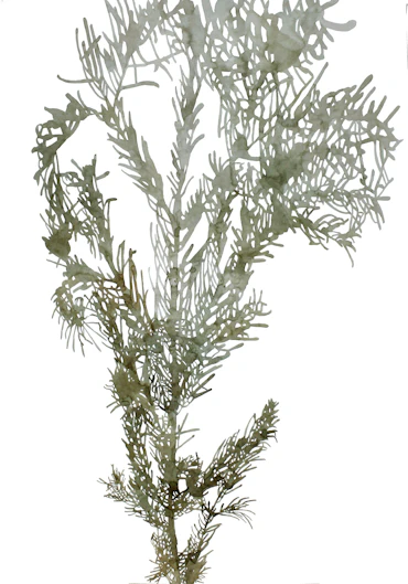 A branch of Christmas tree(Korean Fir) and one light /ver1
