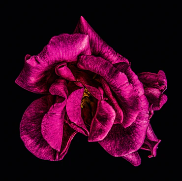 FADING BEAUTY