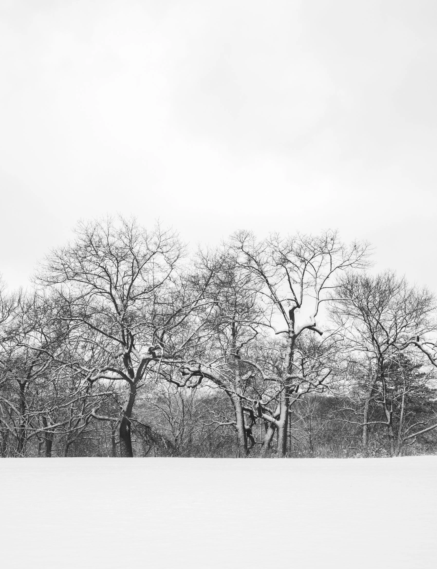 First Snowfall, High Park, Toronto