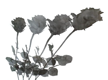 A rose and four lights
