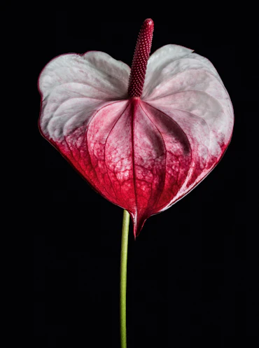 FADING BEAUTY