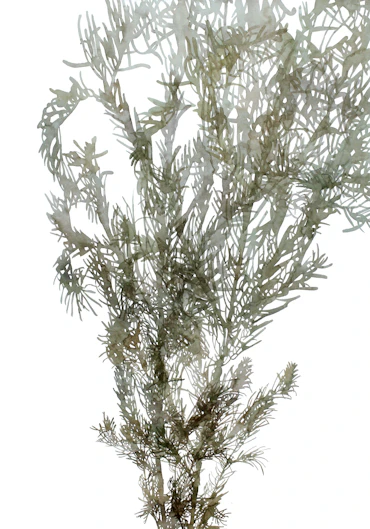 A branch of Christmas tree(Korean Fir) and two lights /ver1