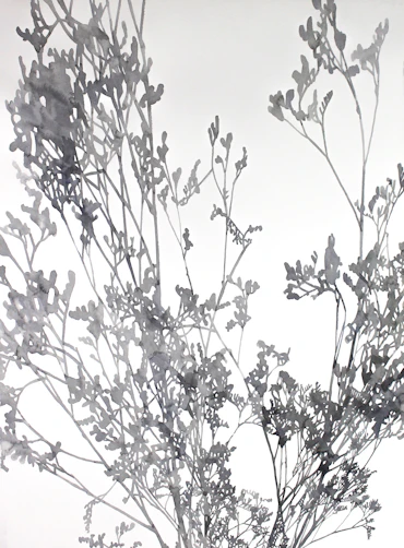 Common gypsophila and one light