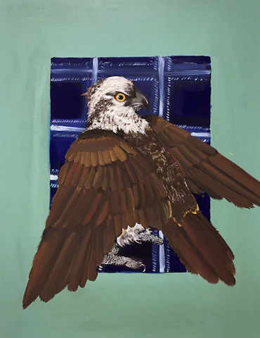 Scottish Osprey