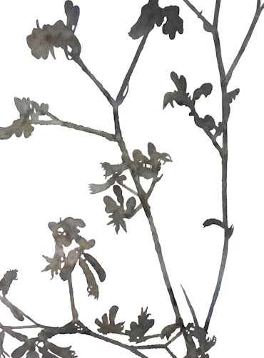 Branches and one light