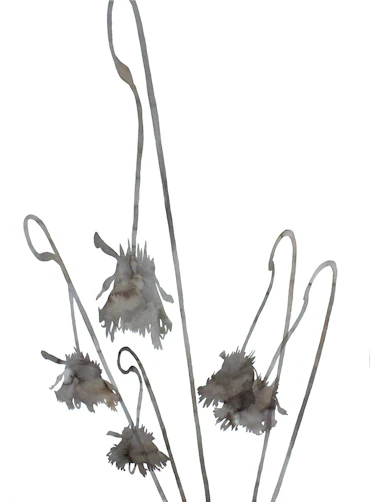 A flower and five lights