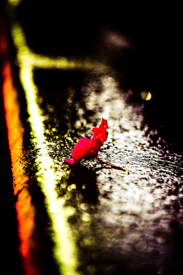 Lonely Rose