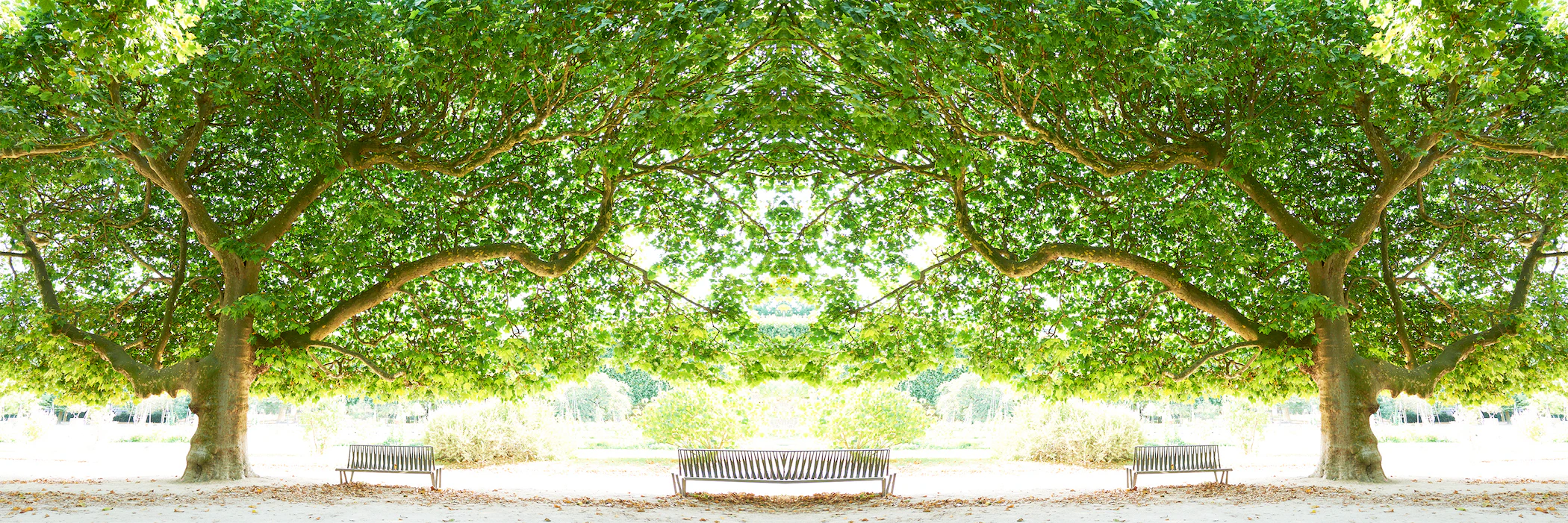 Trees III Paris 2023