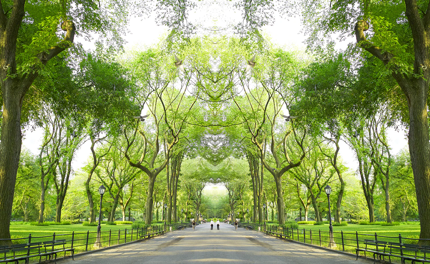 Trees II NYC