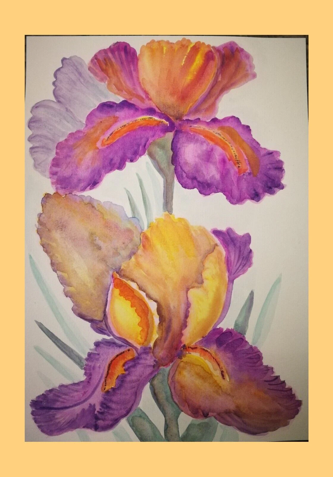 Iris