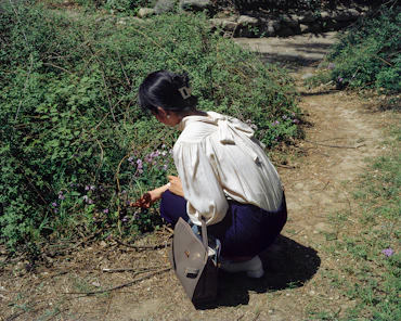 Identifying the Plant