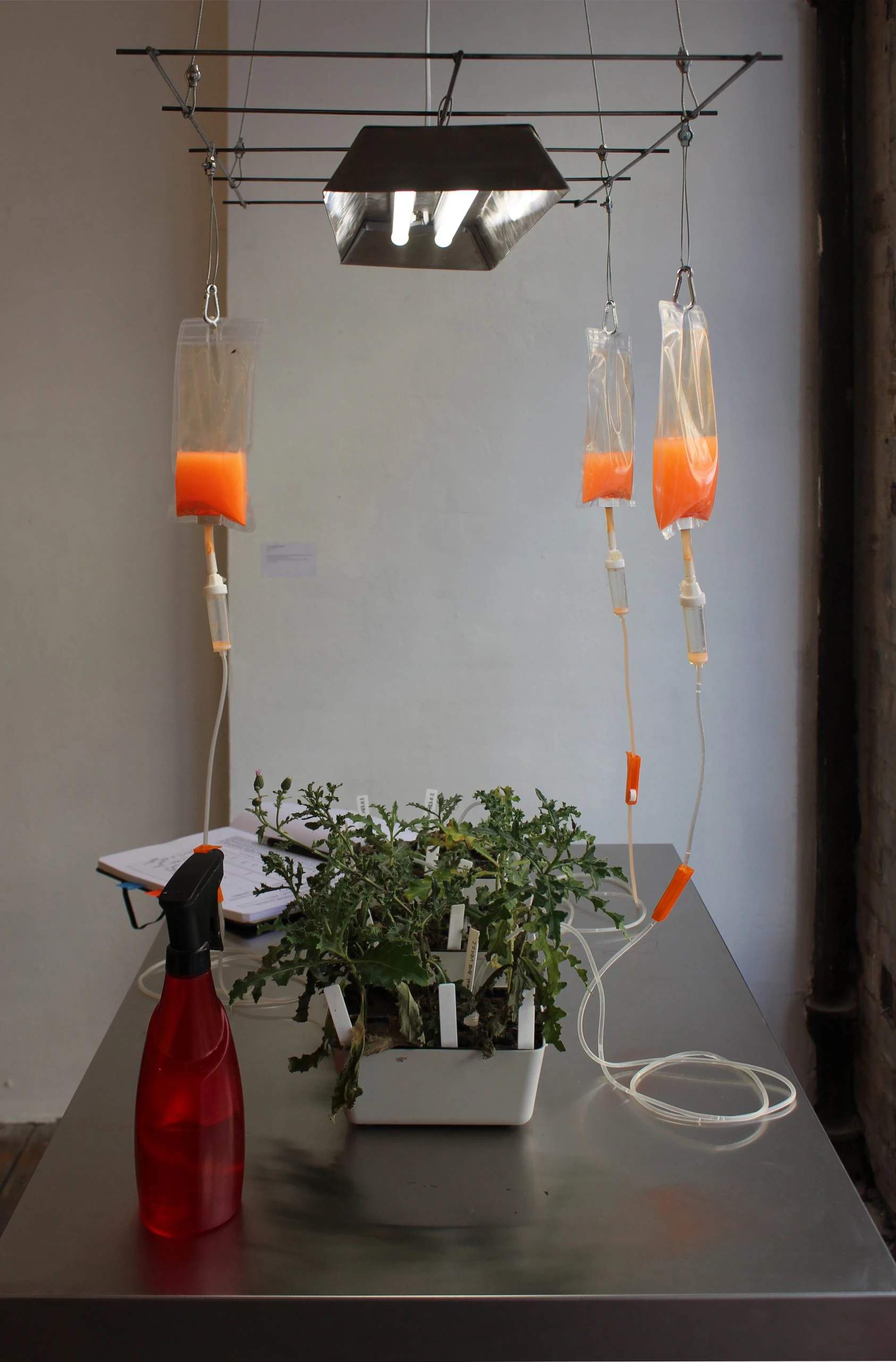 Biopsie (by artburst berlin e.v.) by Nina Marlene Kraus...