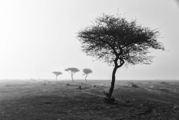 Ghaf - UAE Local Tree