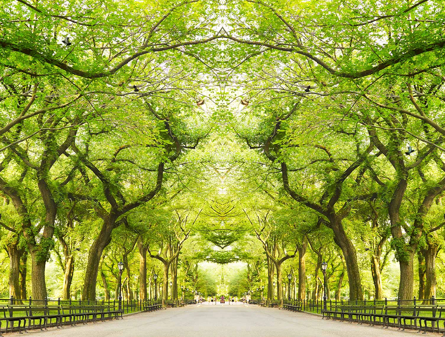 Trees III NYC