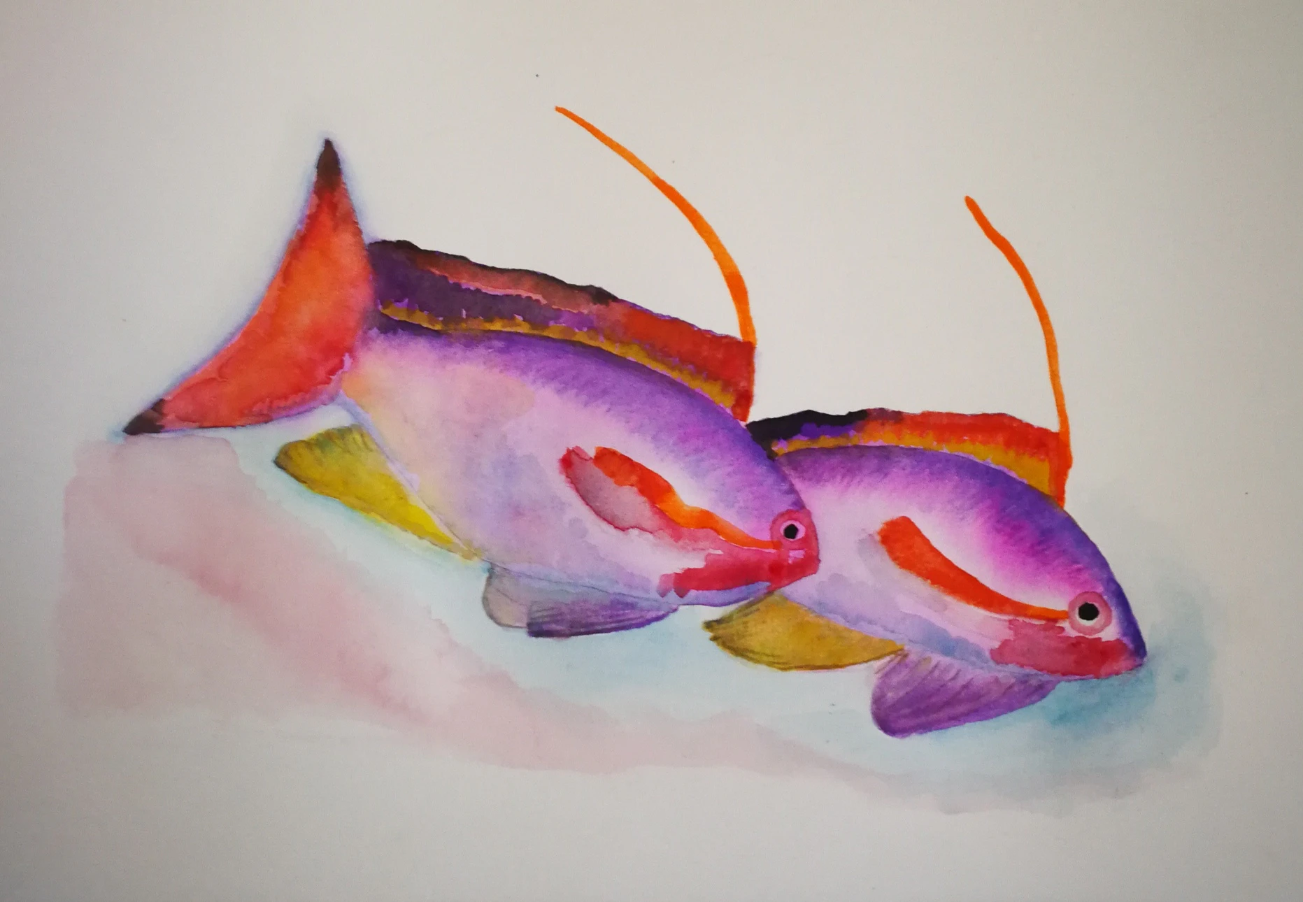 fishes