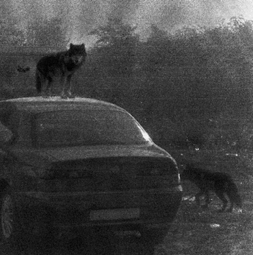 wolf