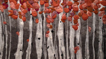 Fall Birch