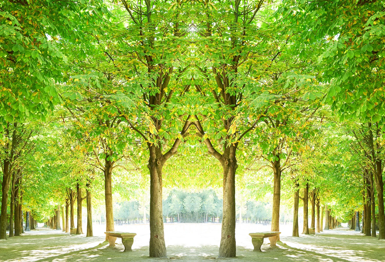 Trees Paris 2023