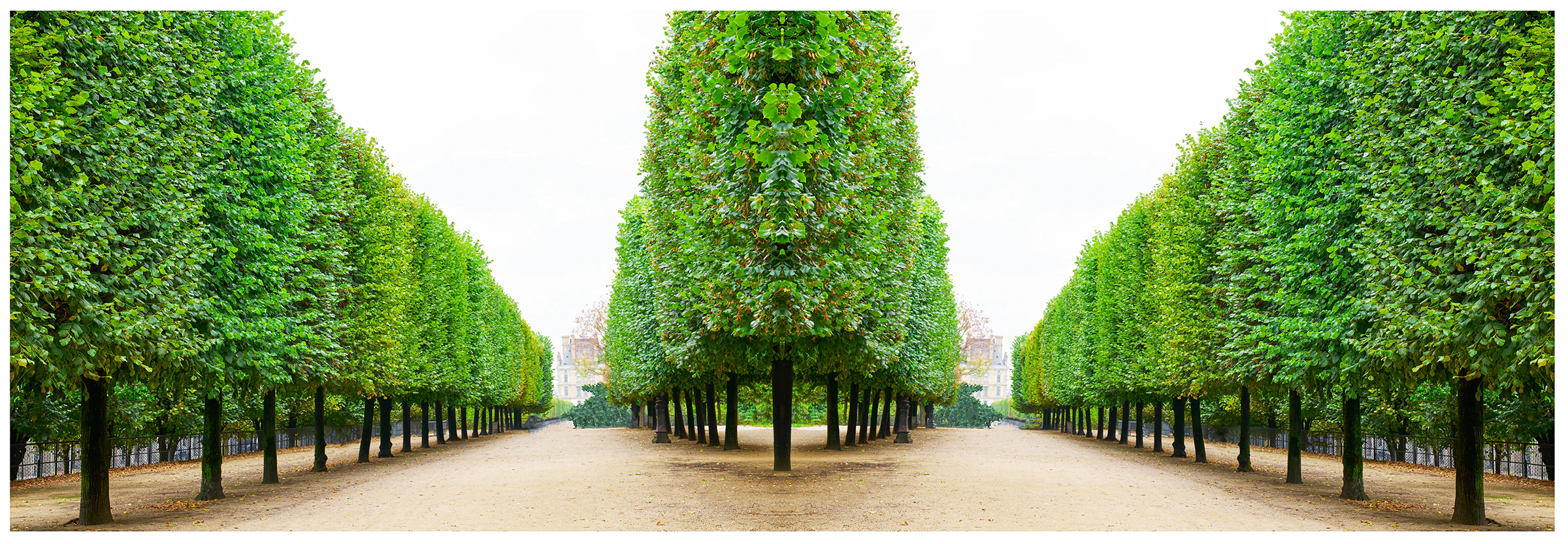 Trees I Tuileries