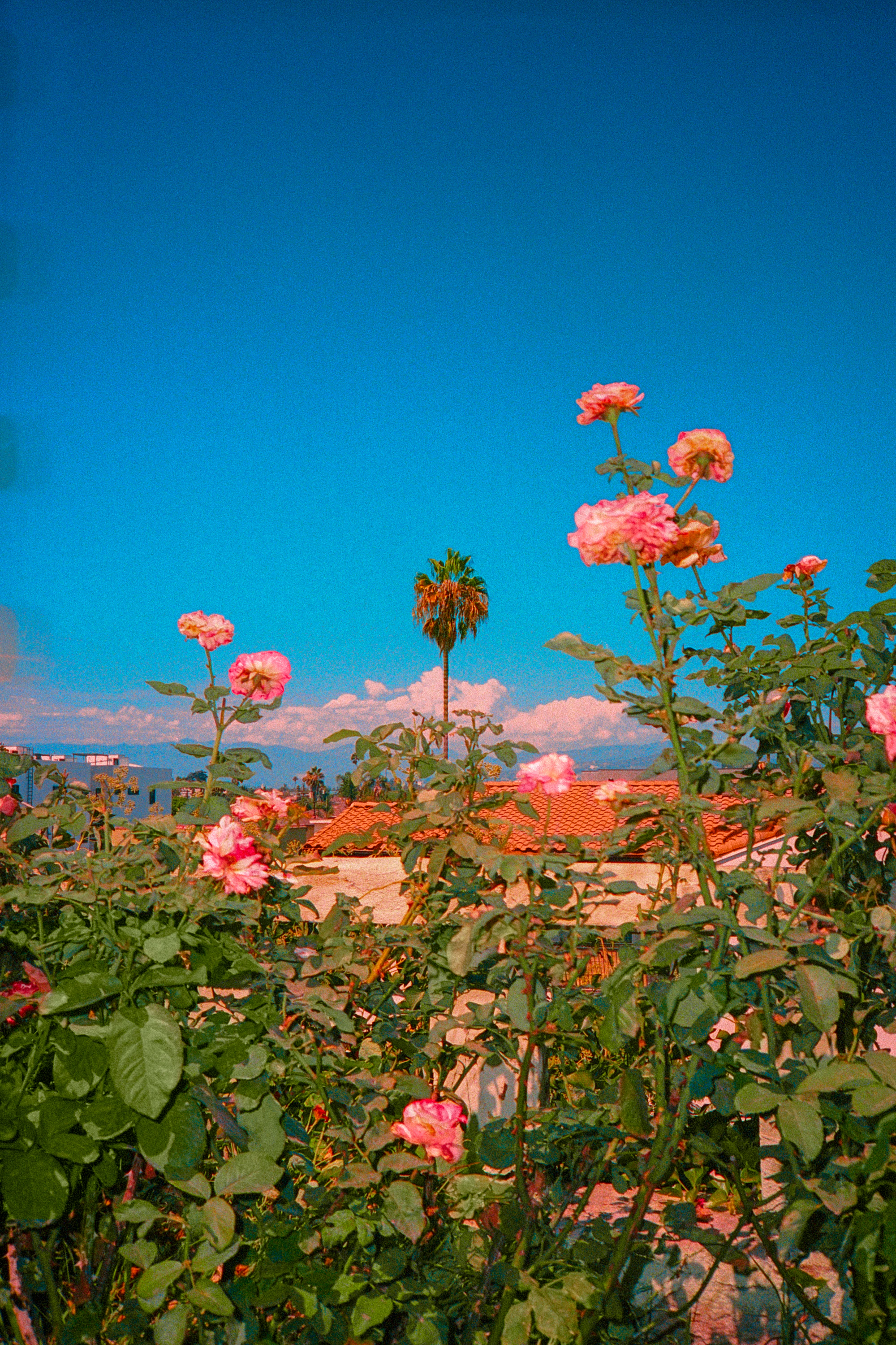 The Roses of Los Angeles (Lady Java's Garden)