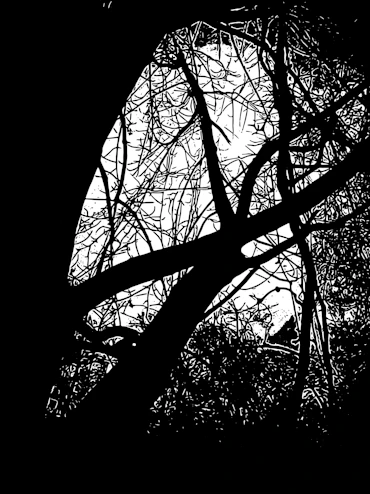 Forest Moonlit Visage
