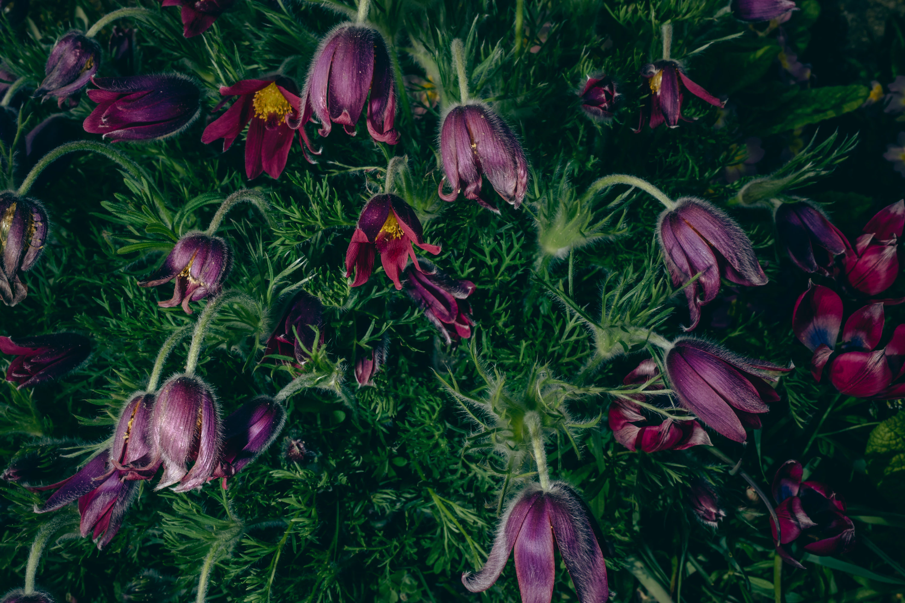 Wind Flowers