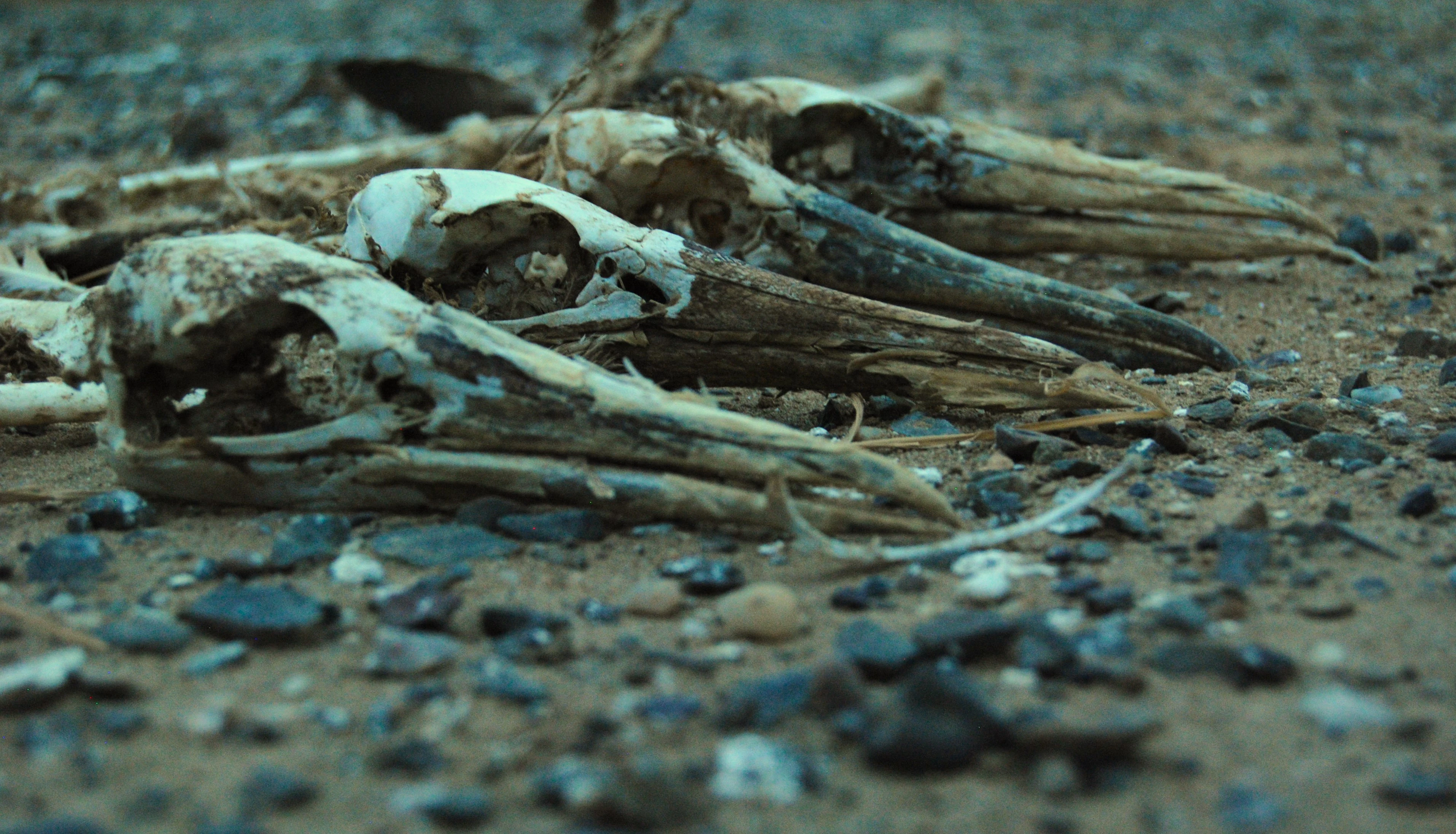 Bird Skull Mountain