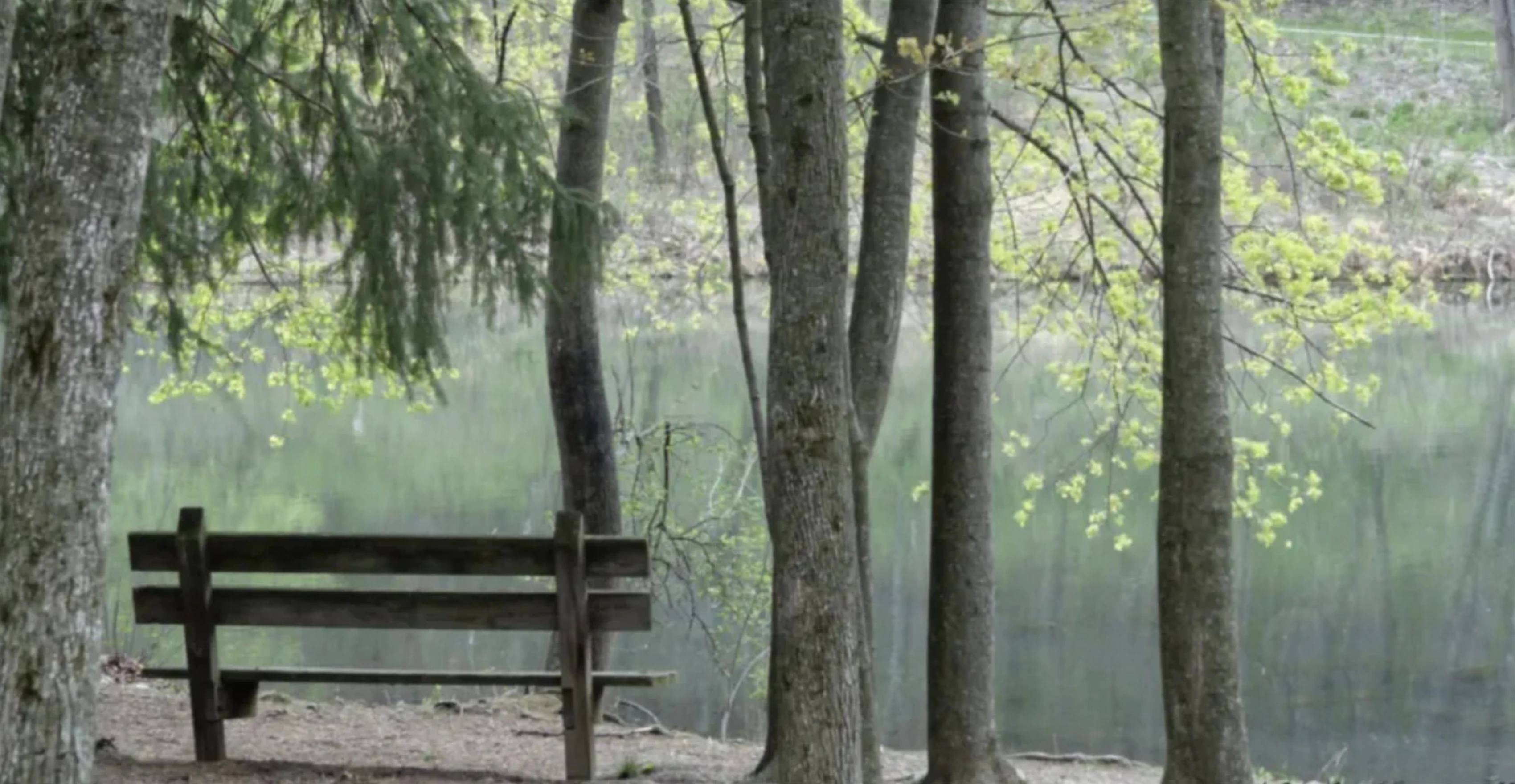 Bench of Solace and Solitude