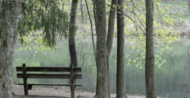 Bench of Solace and Solitude