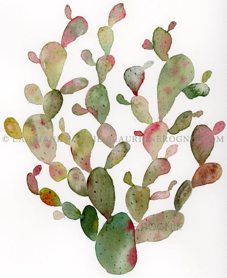 Rainbow Cactus