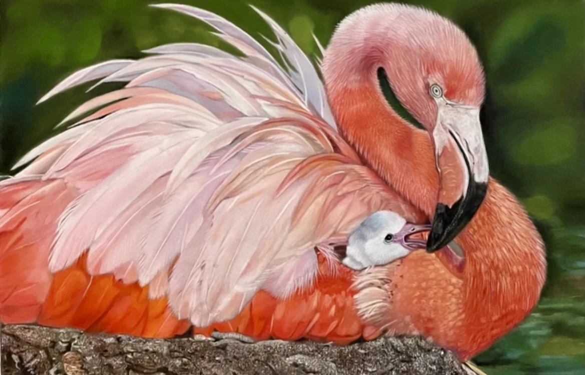 A Flamingo’s love