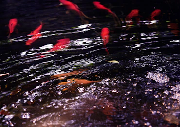 In the Coy of the Fish, Swimming amongst the Collective