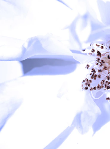 Purity