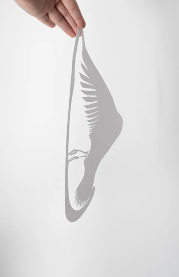 underwing shorebird study