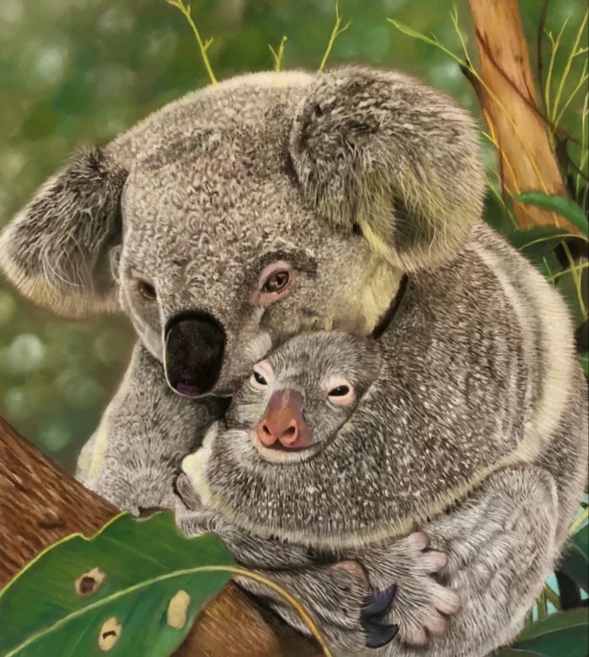 A koala’s love