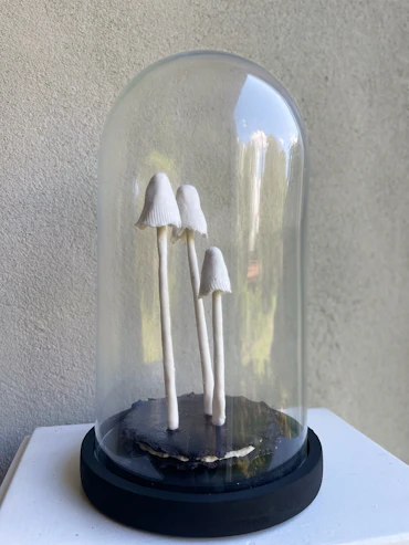 16 Myceliumfruit 02