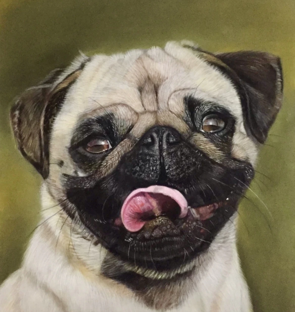 Tony the pug