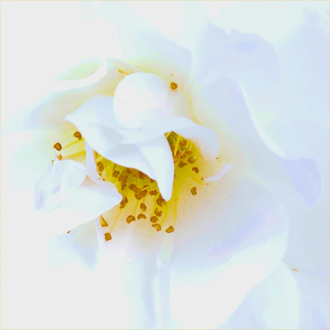 Sensuality in White