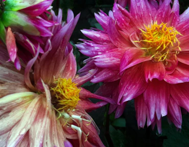 Natures Colors Collide,  Full Spectrum
