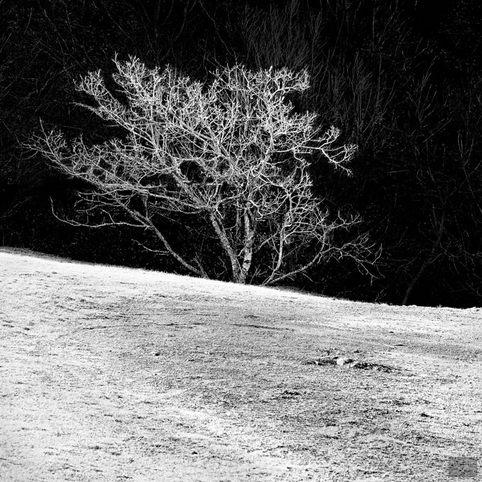 Tree Lines by George Messaritakis...