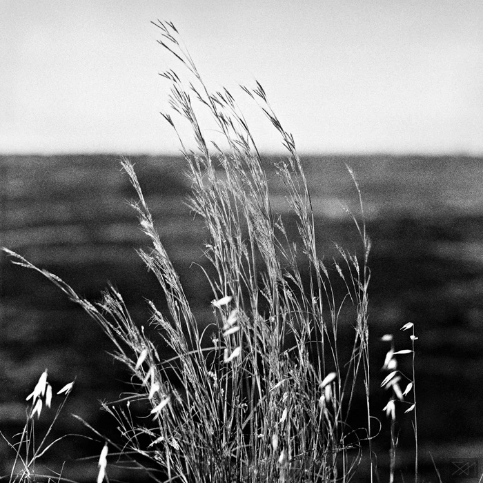 Tree Lines by George Messaritakis...